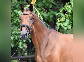 Hanoverian, Gelding, 3 years, 17,1 hh, Brown
