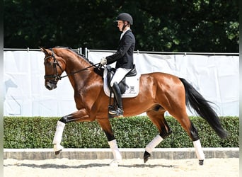 Hanoverian, Gelding, 3 years, 17,1 hh, Brown