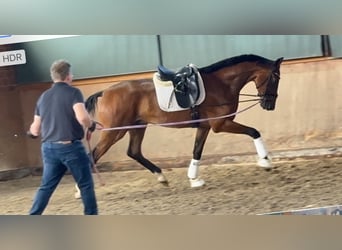 Hanoverian, Gelding, 3 years, 17,1 hh, Brown
