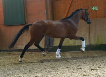 Hanoverian, Gelding, 3 years, 17,1 hh, Brown