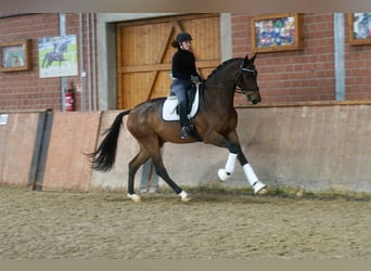 Hanoverian, Gelding, 3 years, 17,1 hh, Brown