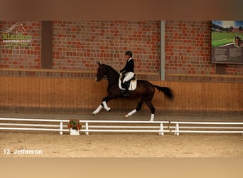 Hanoverian, Gelding, 3 years, Bay-Dark