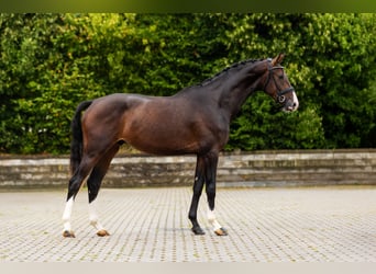 Hanoverian, Gelding, 3 years, Bay-Dark