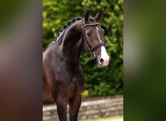 Hanoverian, Gelding, 3 years, Bay-Dark