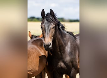 Hanoverian, Gelding, 3 years, Bay-Dark