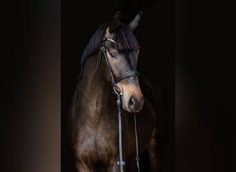 Hanoverian, Gelding, 3 years, Bay-Dark