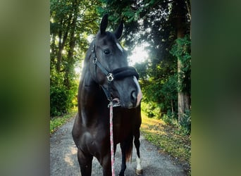 Hanoverian, Gelding, 3 years, Black