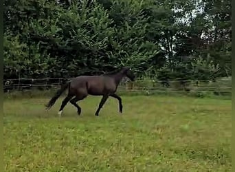 Hanoverian, Gelding, 3 years, Black