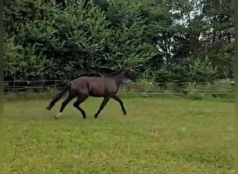 Hanoverian, Gelding, 3 years, Black