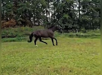 Hanoverian, Gelding, 3 years, Black