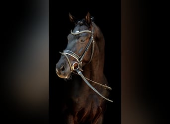 Hanoverian, Gelding, 3 years, Black