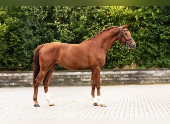 Hanoverian, Gelding, 3 years, Chestnut-Red