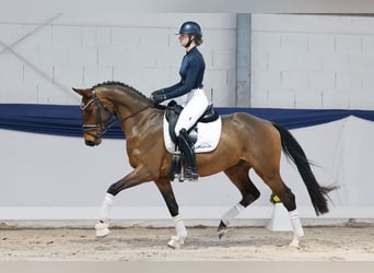 Hanoverian, Gelding, 4 years, 15.2 hh, Brown