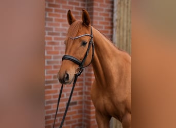 Hanoverian, Gelding, 4 years, 15.2 hh, Chestnut-Red
