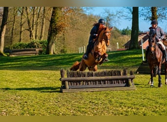 Hanoverian, Gelding, 4 years, 15.2 hh, Chestnut-Red