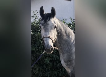 Hanoverian, Gelding, 4 years, 15.2 hh, Gray