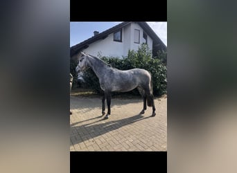 Hanoverian, Gelding, 4 years, 15.2 hh, Gray