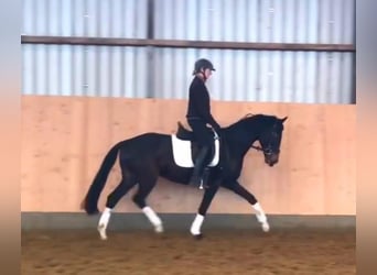 Hanoverian, Gelding, 4 years, 15,2 hh, Smoky-Black