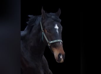 Hanoverian, Gelding, 4 years, 15,2 hh, Smoky-Black