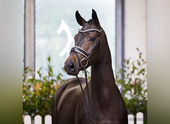 Hanoverian, Gelding, 4 years, 15,2 hh, Smoky-Black