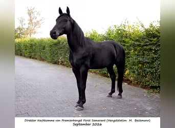 Hanoverian Mix, Gelding, 4 years, 15.3 hh, Black