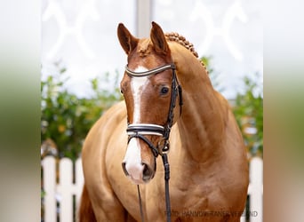 Hanoverian, Gelding, 4 years, 15,3 hh, Chestnut-Red