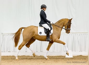 Hanoverian, Gelding, 4 years, 15,3 hh, Chestnut-Red