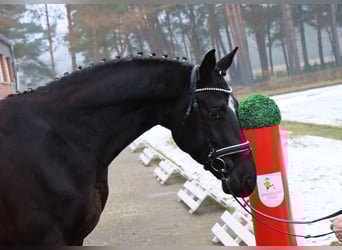 Hanoverian, Gelding, 4 years, 15,1 hh, Black
