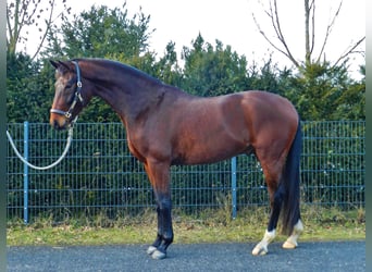 Hanoverian, Gelding, 4 years, 15,2 hh, Bay-Dark