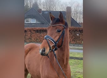Hanoverian, Gelding, 4 years, 15,2 hh, Brown