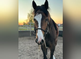 Hanoverian, Gelding, 4 years, 15,2 hh