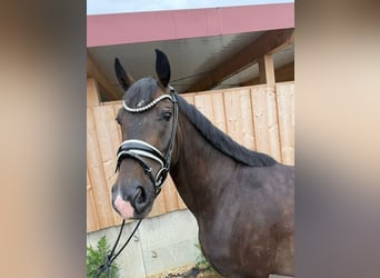 Hanoverian, Gelding, 4 years, 15,3 hh, Bay-Dark