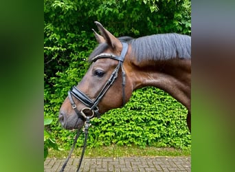 Hanoverian, Gelding, 4 years, 15,3 hh, Bay-Dark