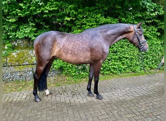 Hanoverian, Gelding, 4 years, 15,3 hh, Bay-Dark