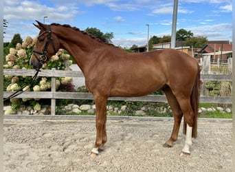 Hanoverian, Gelding, 4 years, 15,3 hh, Chestnut-Red