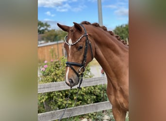 Hanoverian, Gelding, 4 years, 15,3 hh, Chestnut-Red
