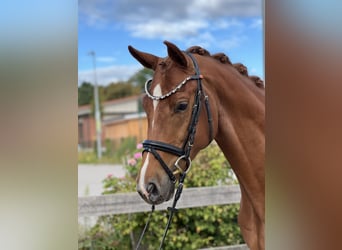 Hanoverian, Gelding, 4 years, 15,3 hh, Chestnut-Red
