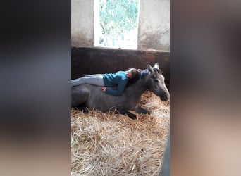 Hanoverian, Gelding, 4 years, 15,3 hh, Grey