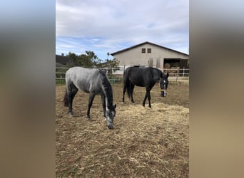 Hanoverian, Gelding, 4 years, 15,3 hh, Grey