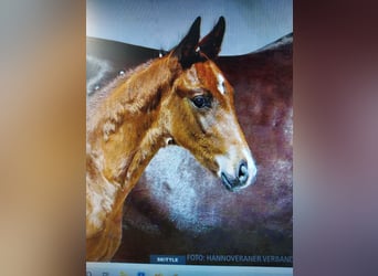 Hanoverian, Gelding, 4 years, 16.1 hh, Bay-Dark