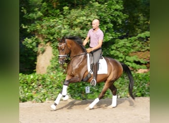 Hanoverian, Gelding, 4 years, 16.1 hh, Bay-Dark