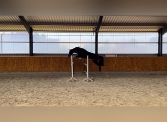 Hanoverian, Gelding, 4 years, 16.1 hh, Bay-Dark