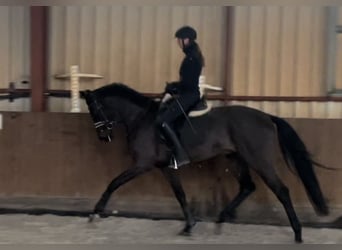 Hanoverian, Gelding, 4 years, 16.1 hh, Bay-Dark