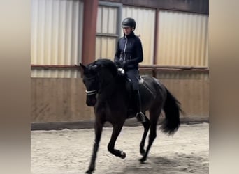 Hanoverian, Gelding, 4 years, 16.1 hh, Bay-Dark