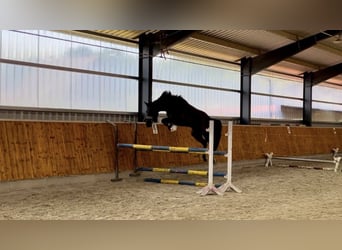 Hanoverian, Gelding, 4 years, 16.1 hh, Bay-Dark