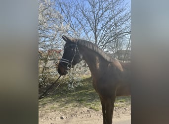 Hanoverian, Gelding, 4 years, 16.1 hh, Bay-Dark