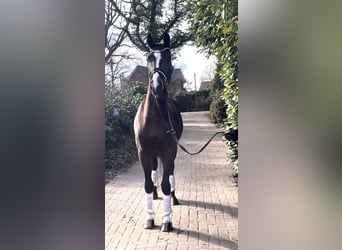 Hanoverian, Gelding, 4 years, 16,1 hh, Bay-Dark