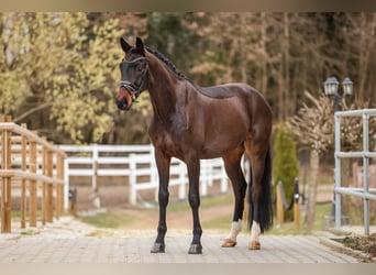 Hanoverian, Gelding, 4 years, 16.1 hh, Bay-Dark