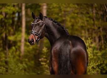 Hanoverian, Gelding, 4 years, 16.1 hh, Bay-Dark