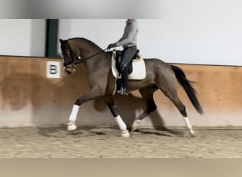 Hanoverian, Gelding, 4 years, 16,1 hh, Bay-Dark